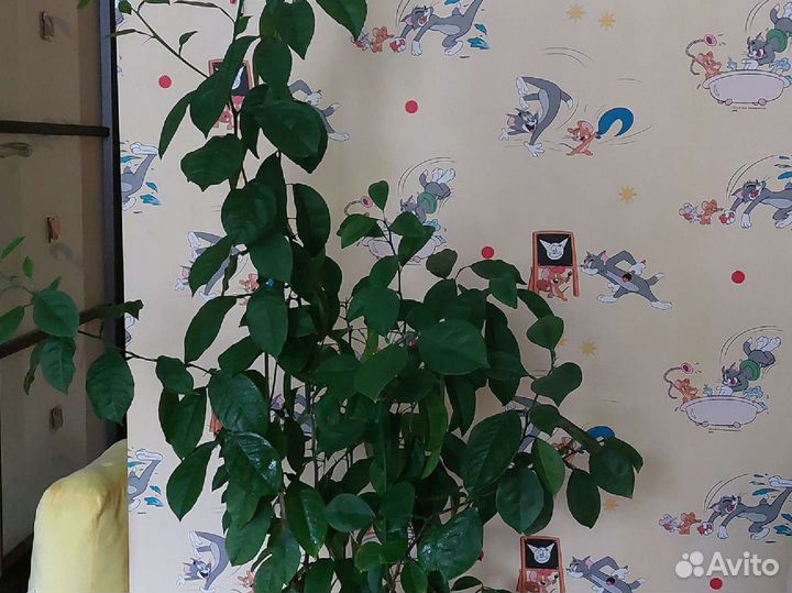 Лимонное дерево (высота 115 см)