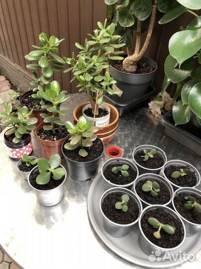 Денежное дерево/толстянка/крассула