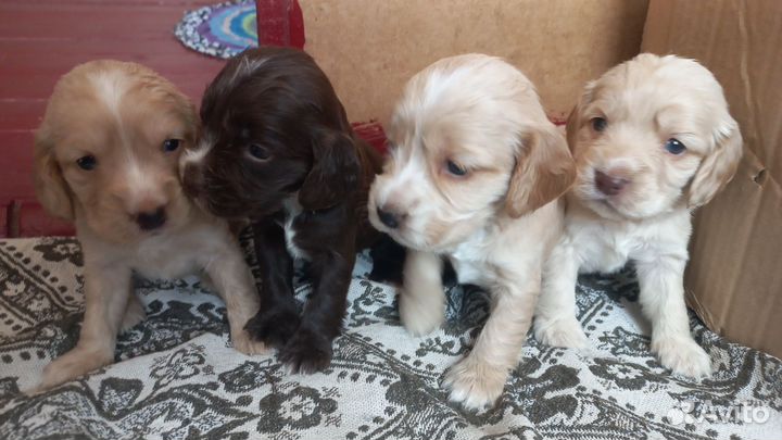 Щенки кокер спаниеля