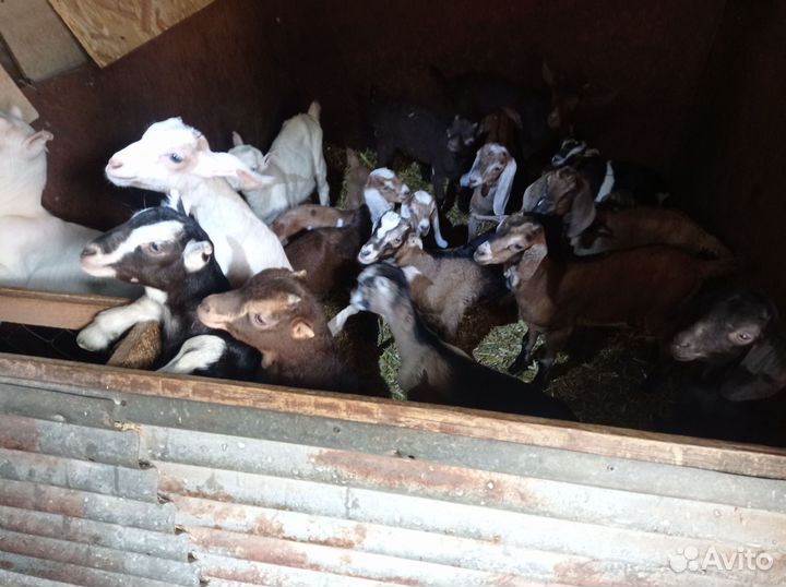 Продажа козлят