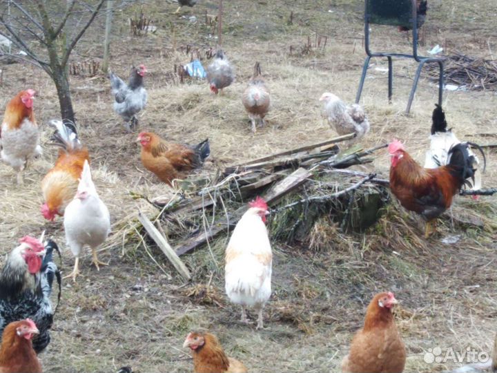 Петухи 9-10 месяцев