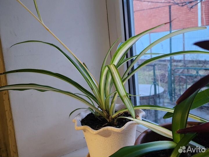 Хлорофитум полосатый