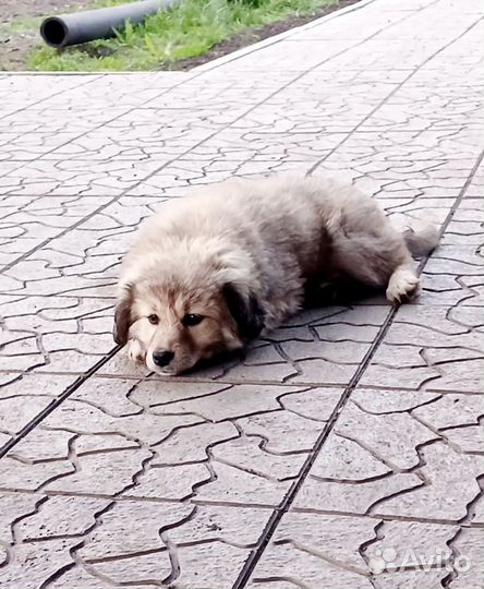 Щенки в добрые руки