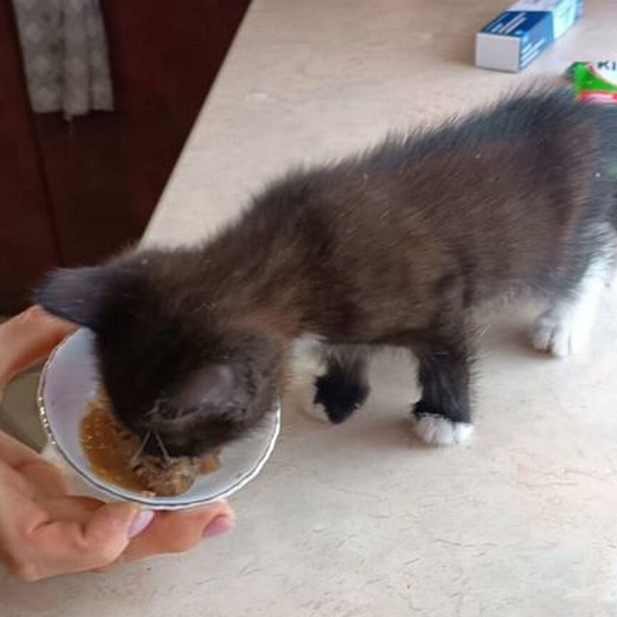 Котята в добрые руки бесплатно