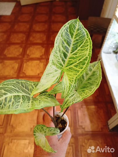 Сингониумы