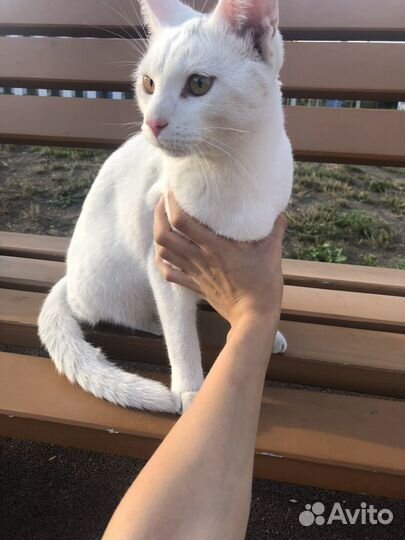 Кошка в дар