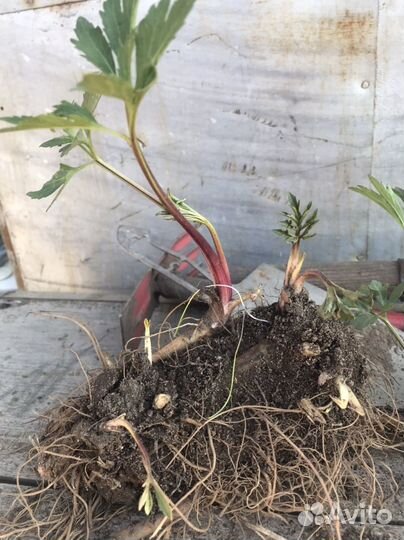 Золотой шар многолетник