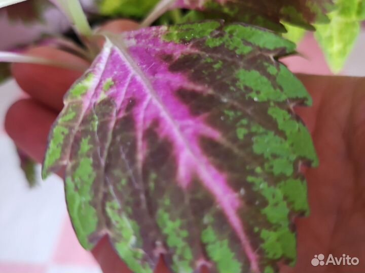 Колеусы 2сорта