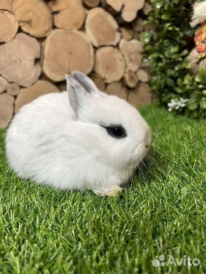 Самый большой выбор карликовых кроликов