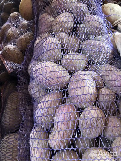 Картофель, сорт Red-Леди