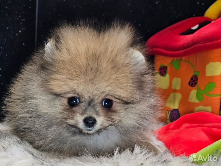 Померанский шпиц мини девочка
