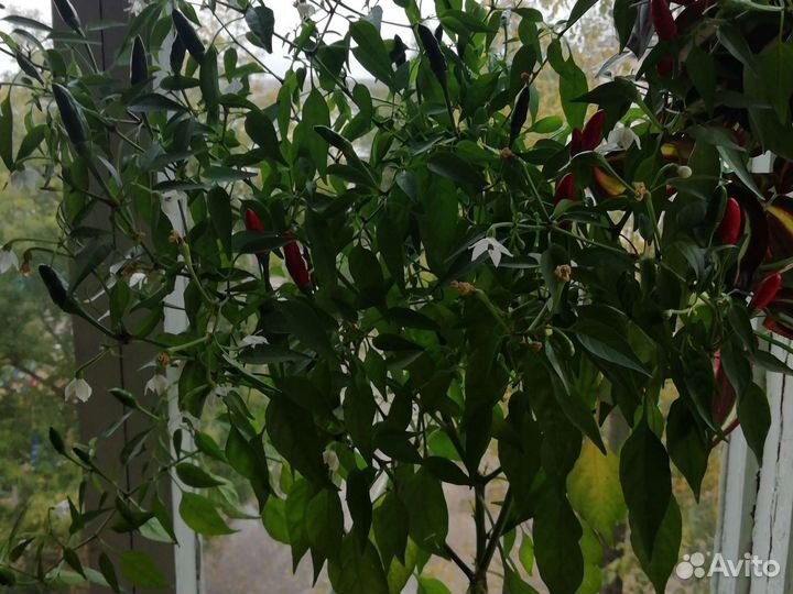 Перец. Декоративный. Комнат. Маленький горький
