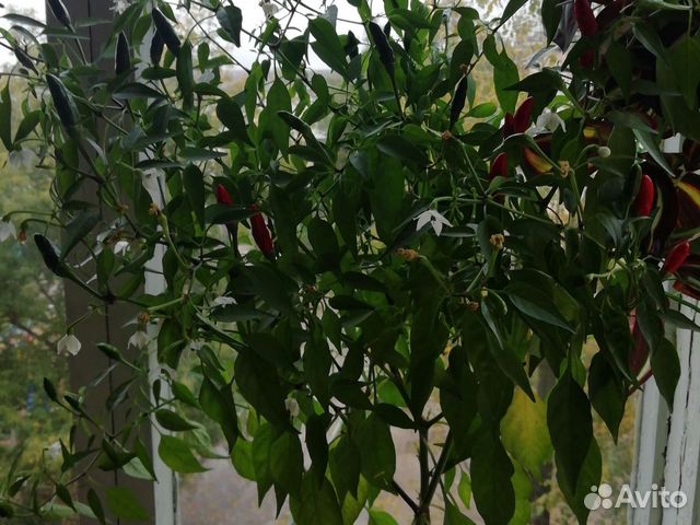 Перец. Декоративный. Комнат. Маленький горький