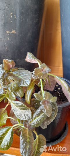 Домашние растения цветы