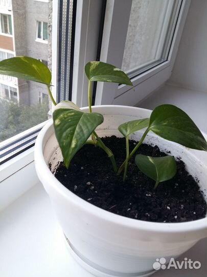 Сциндапсус