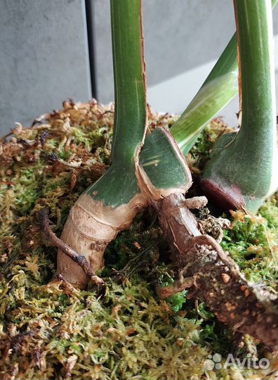 Монстера Тайское Созвездие