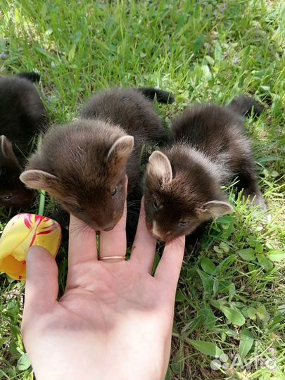 Ручные соболя. Резерв