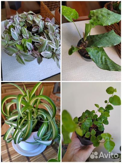 Комнатные цветы в ассортименте