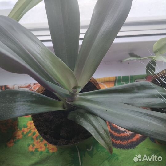 Традесканция рео