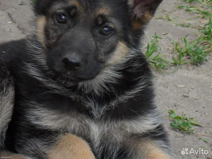 Щенки немецкой овчарки и щенки хаски