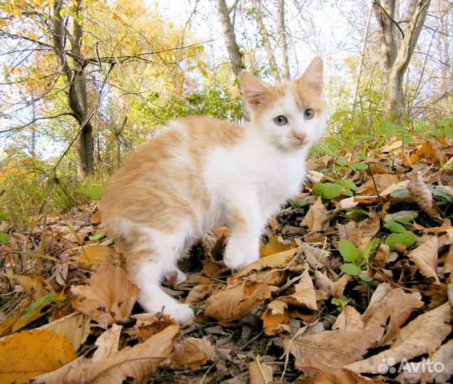 Котенок (мальчик)