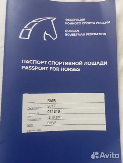 Жеребец карачаевской породы