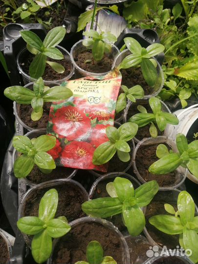 Рассада циннии, георгинов, астр, бархатцев