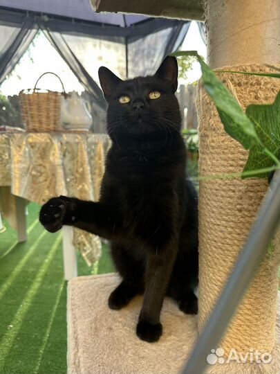 Котенок в дар