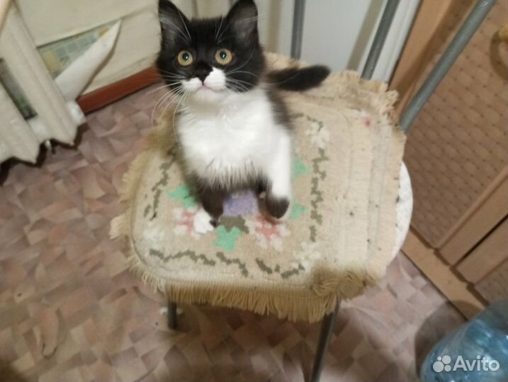 Глашка ищет дом