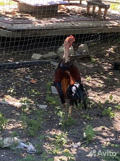 Бойцовые петухи