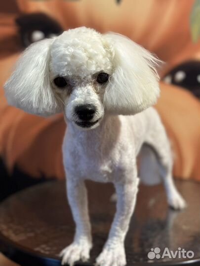 Стрижка собак на дому