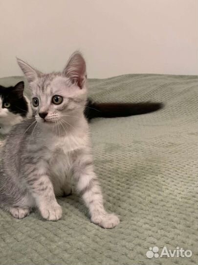 Кошечка в добрые руки