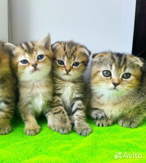 Золотая шиншилла