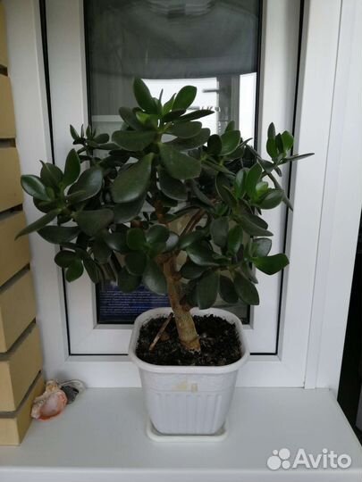 Толстянка, денежное дерево