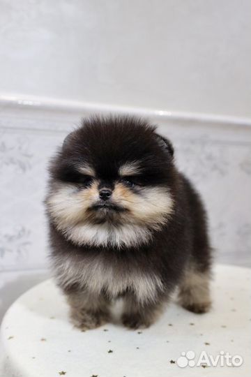 Девочки Померанского Шпица