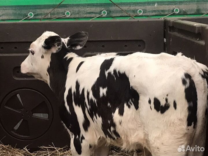 Телята бычки