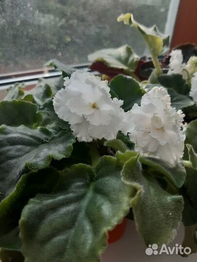 Продам комнатные фиалки сортовые