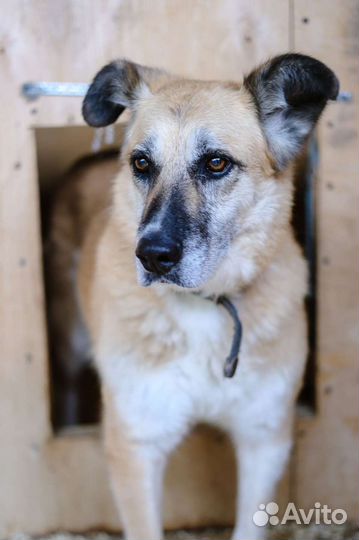 Спокойная собака из приюта для квартиры бесплатно