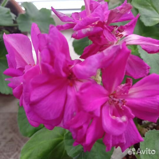 Сортовая пеларгония - Ю-Тарантела