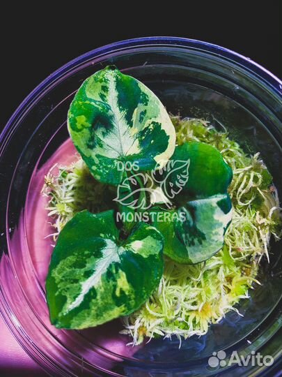 Сингониум scrambled eggs - яичница