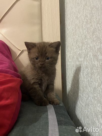 Шотландская