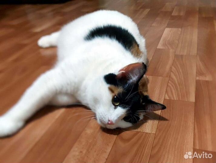 Ириска, пухленькая трехцветочка в дар