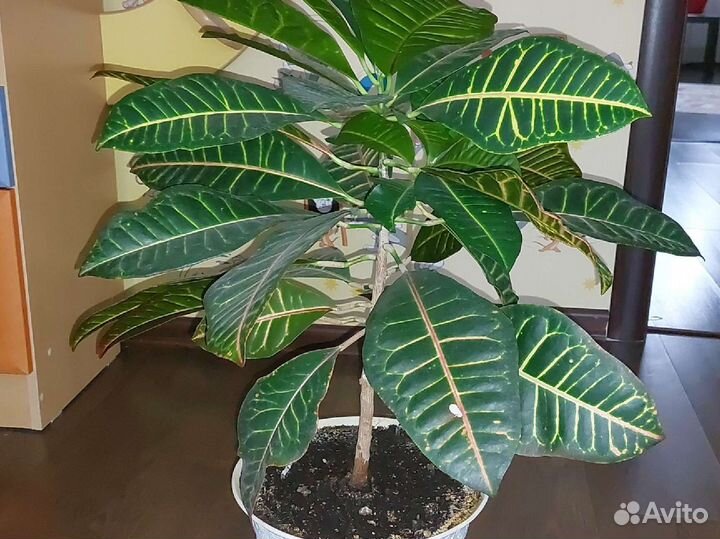 Кодиеум кротон (высота 55 см)