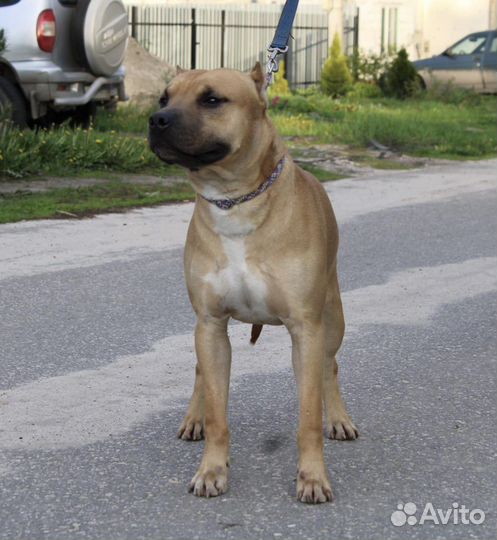 В дар Американский питбультерьер