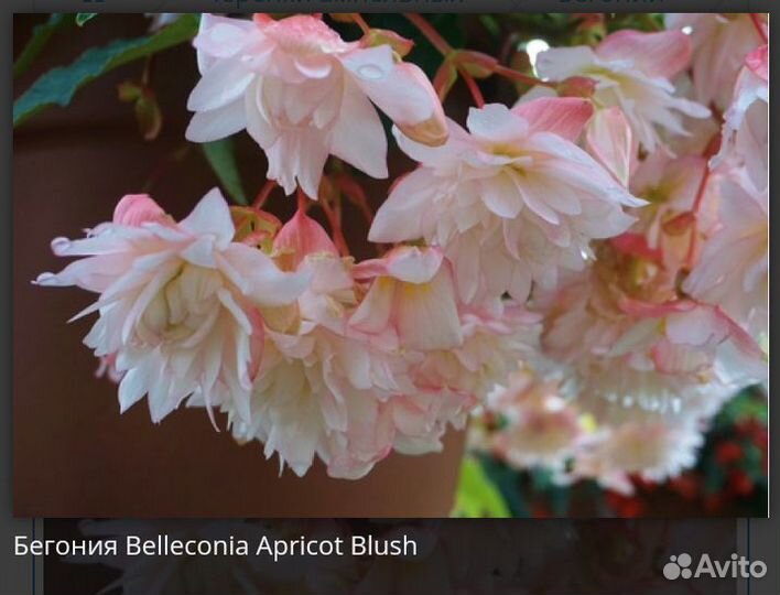 Бегония Belleconia Apricot Blush