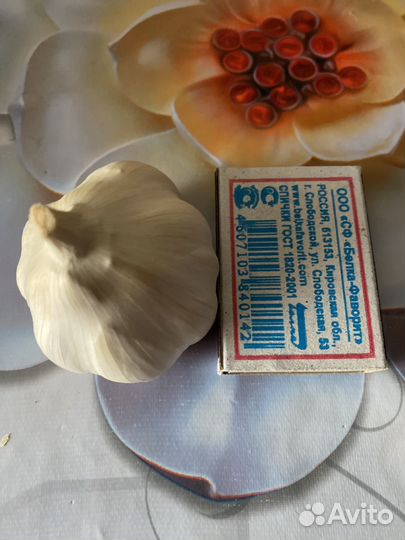 Яровой чеснок