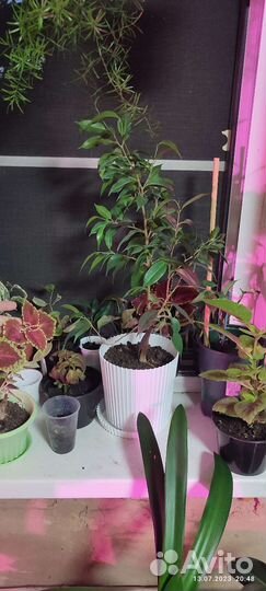 Комнатные растения обмен бесплатно