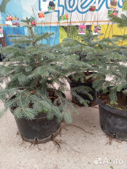 Саженцы Пихты в горшках