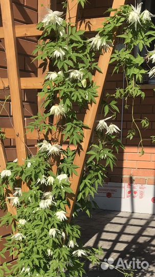 Садовые цветы княжики