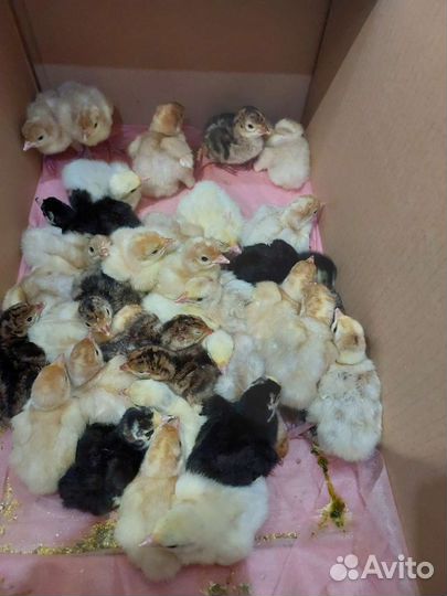 Утята, Цыплята суточные домашние, бройлерные пород